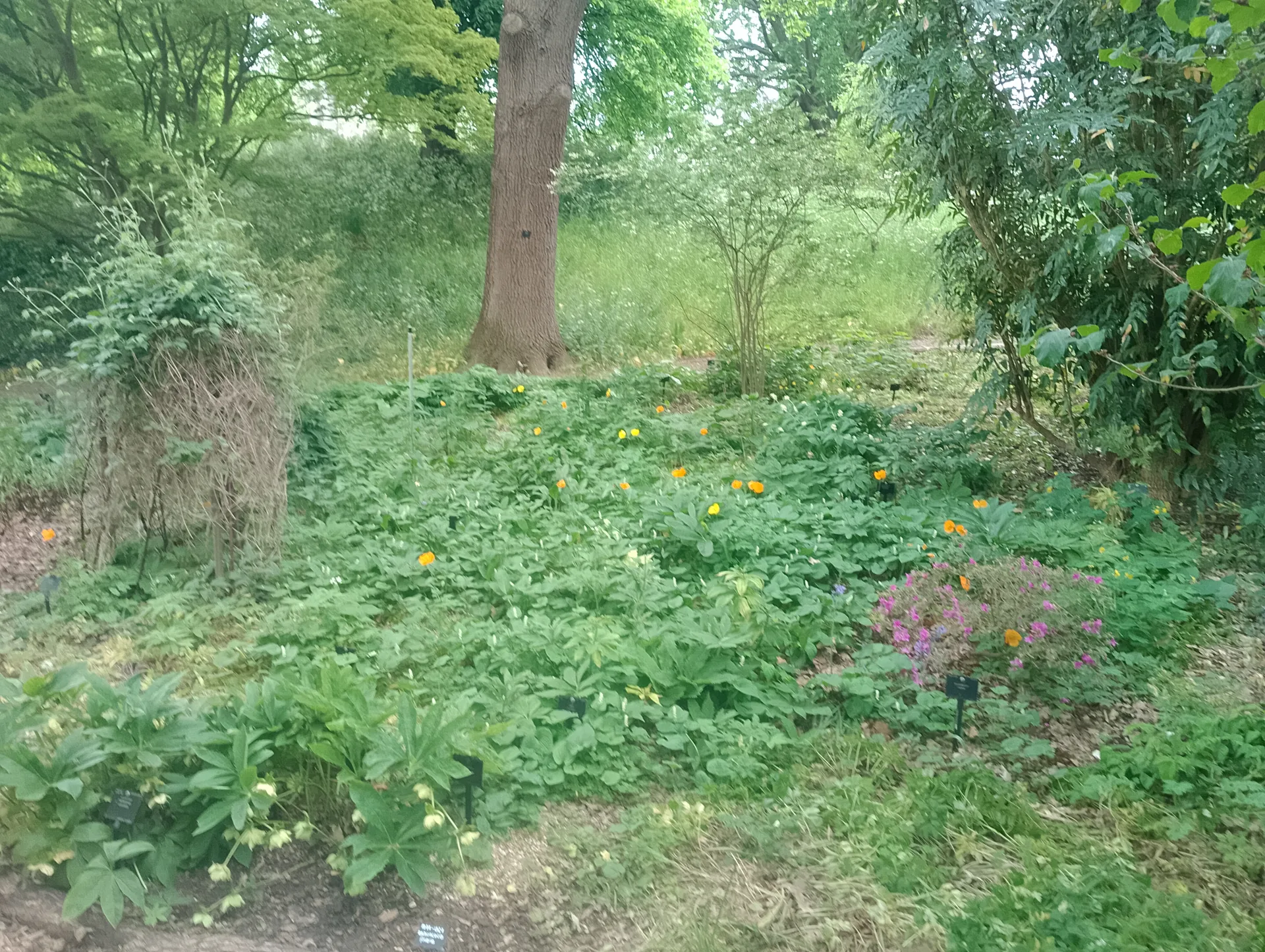 Flowering trees