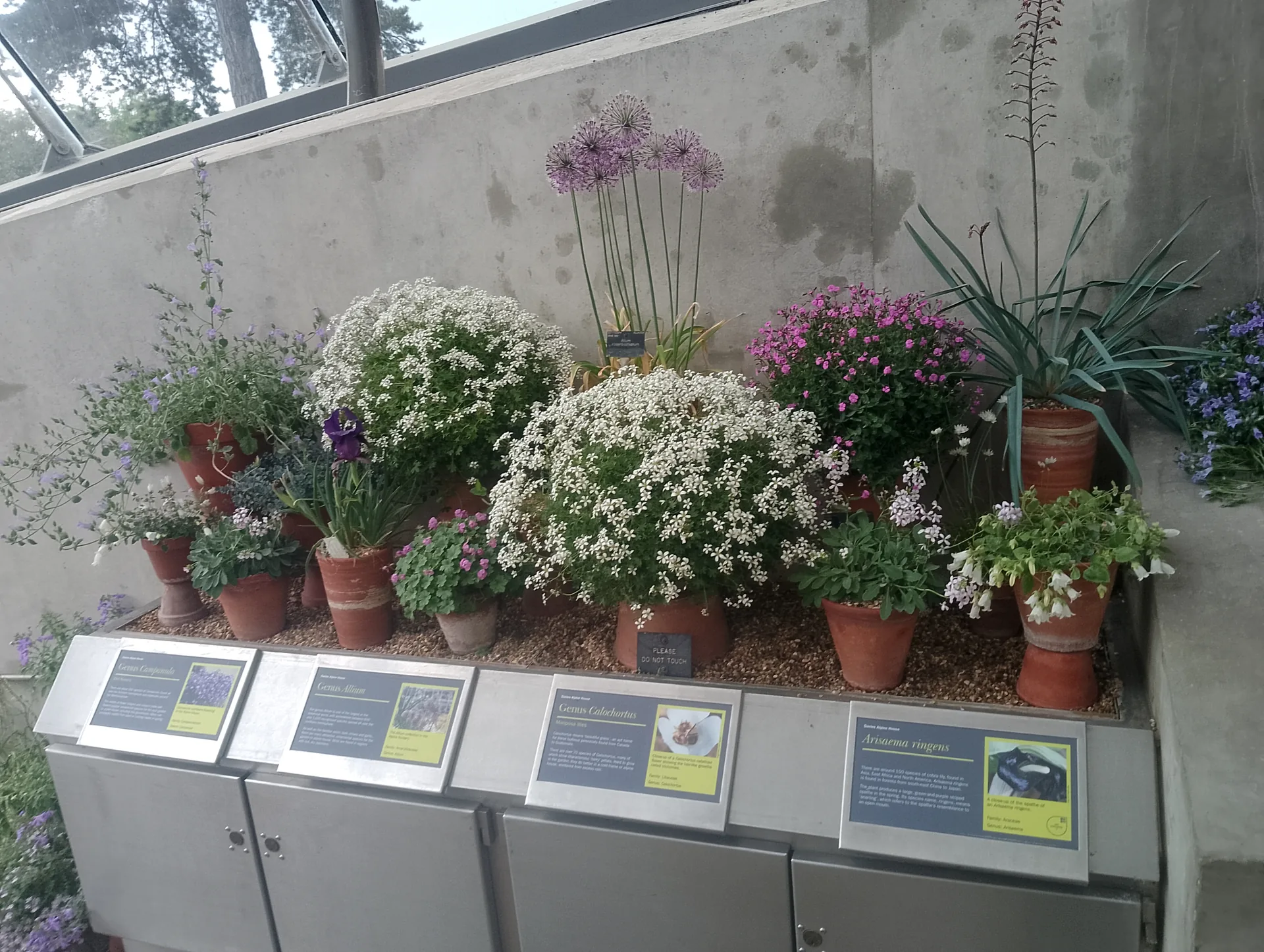 Alpine plants