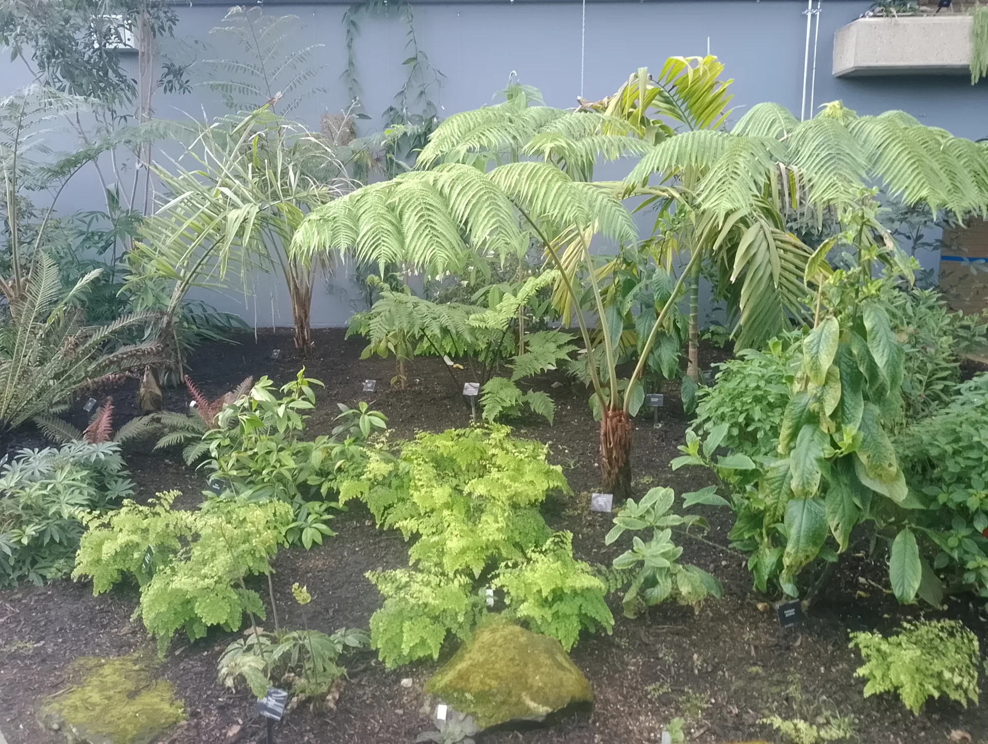 Tropical plants