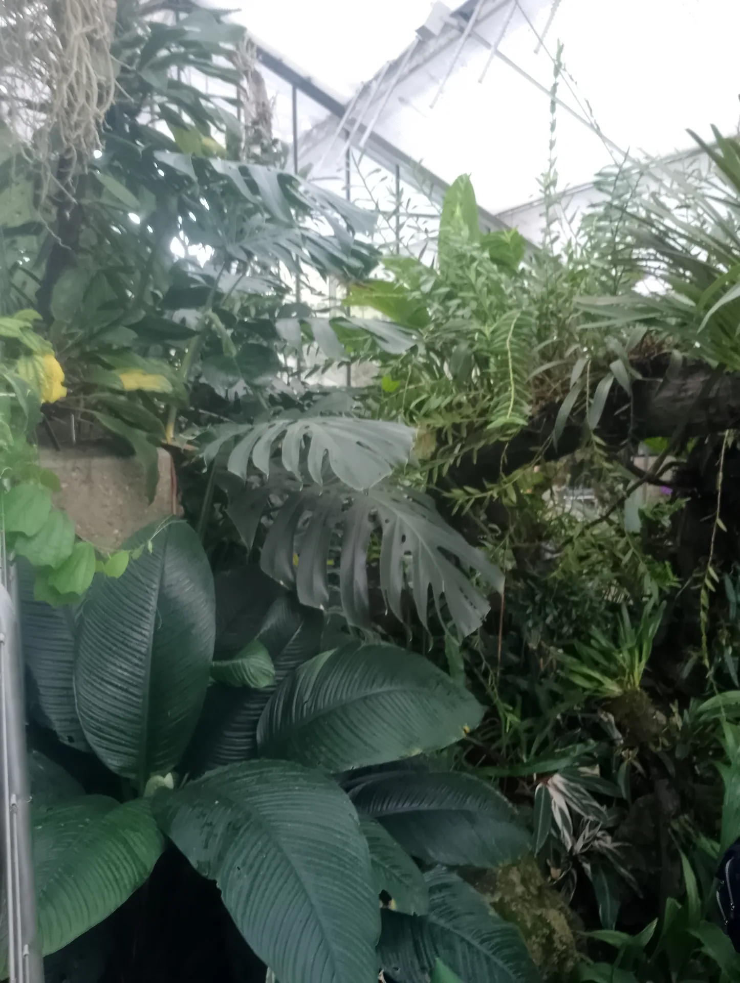 Tropical foliage