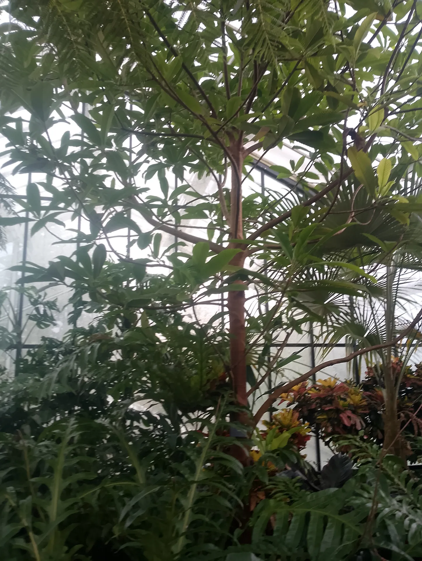 Orchid display