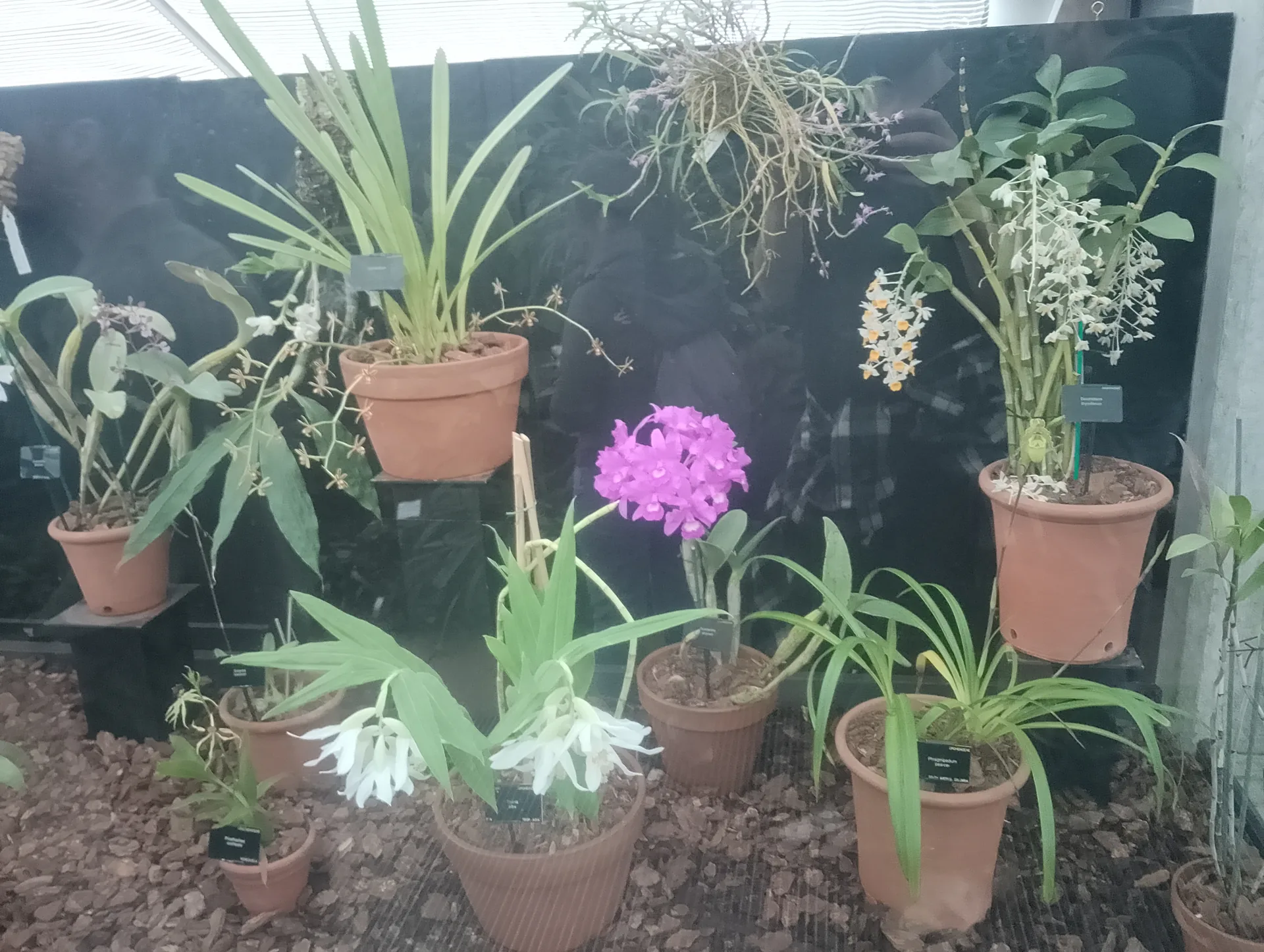 Orchids detail