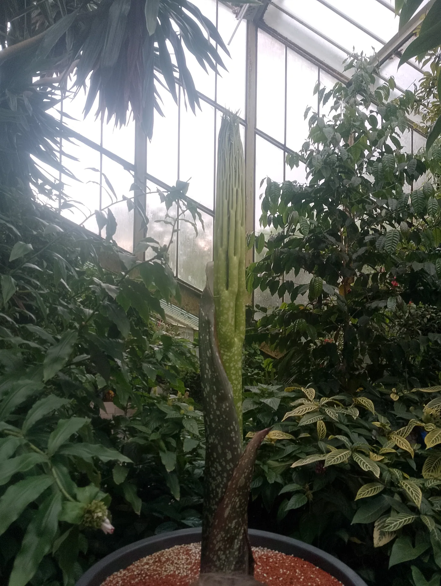 Carnivorous plants