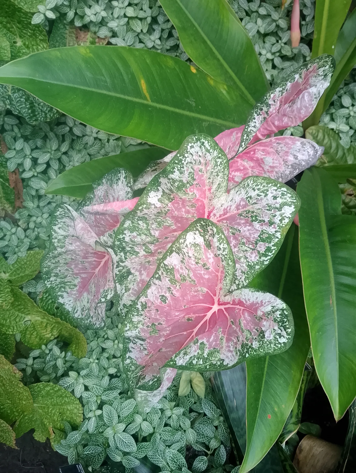 Cacti display