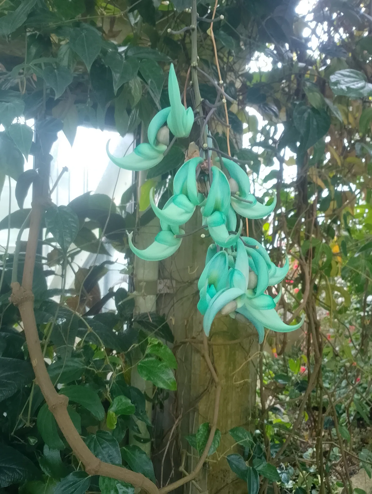Conservatory plants