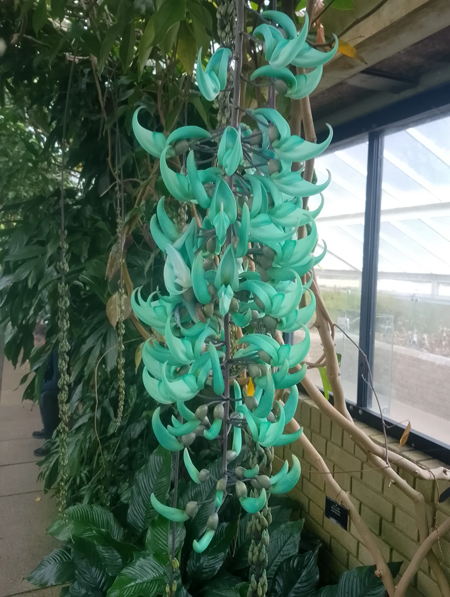 Tropical display