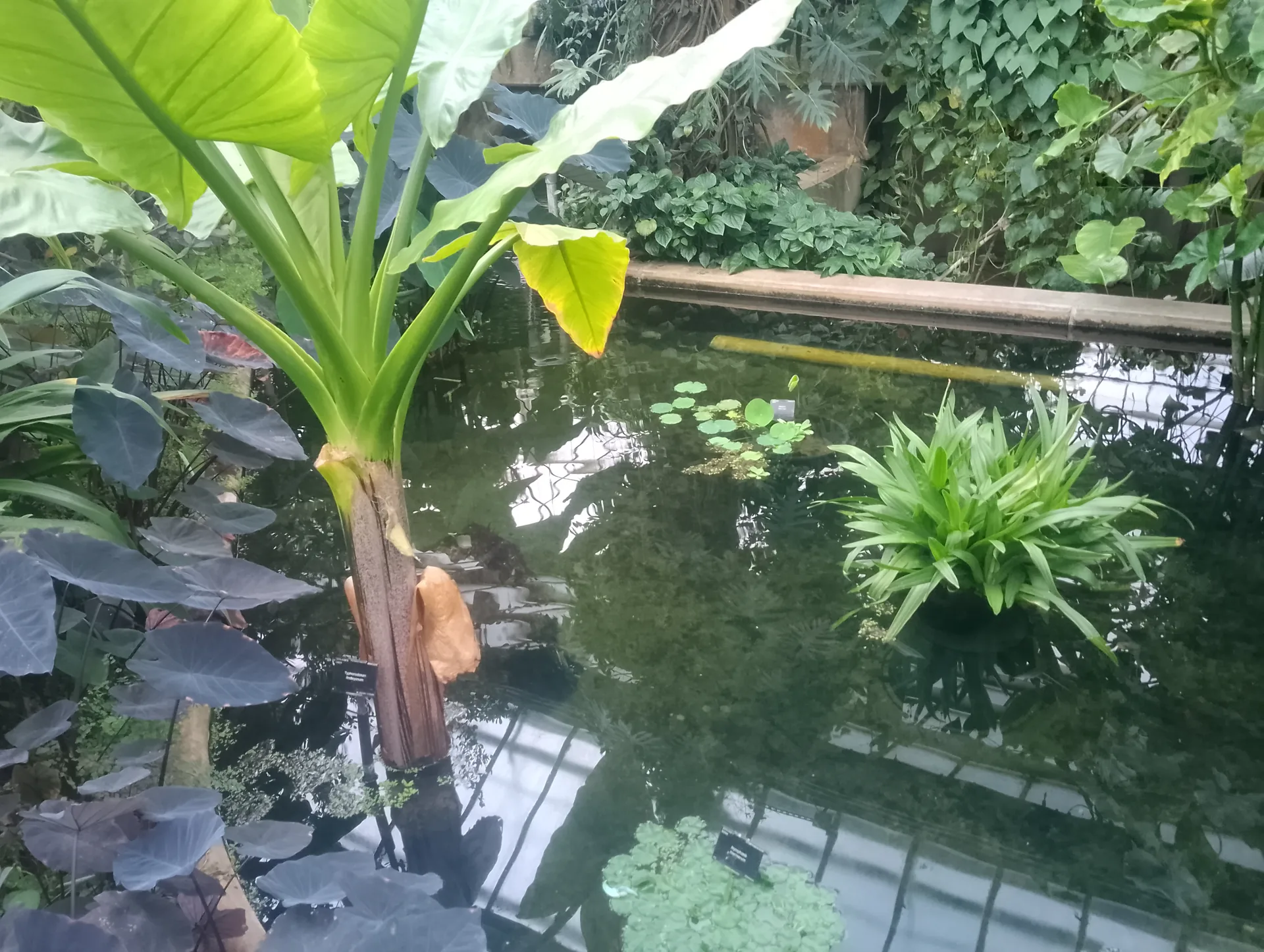 Conservatory section