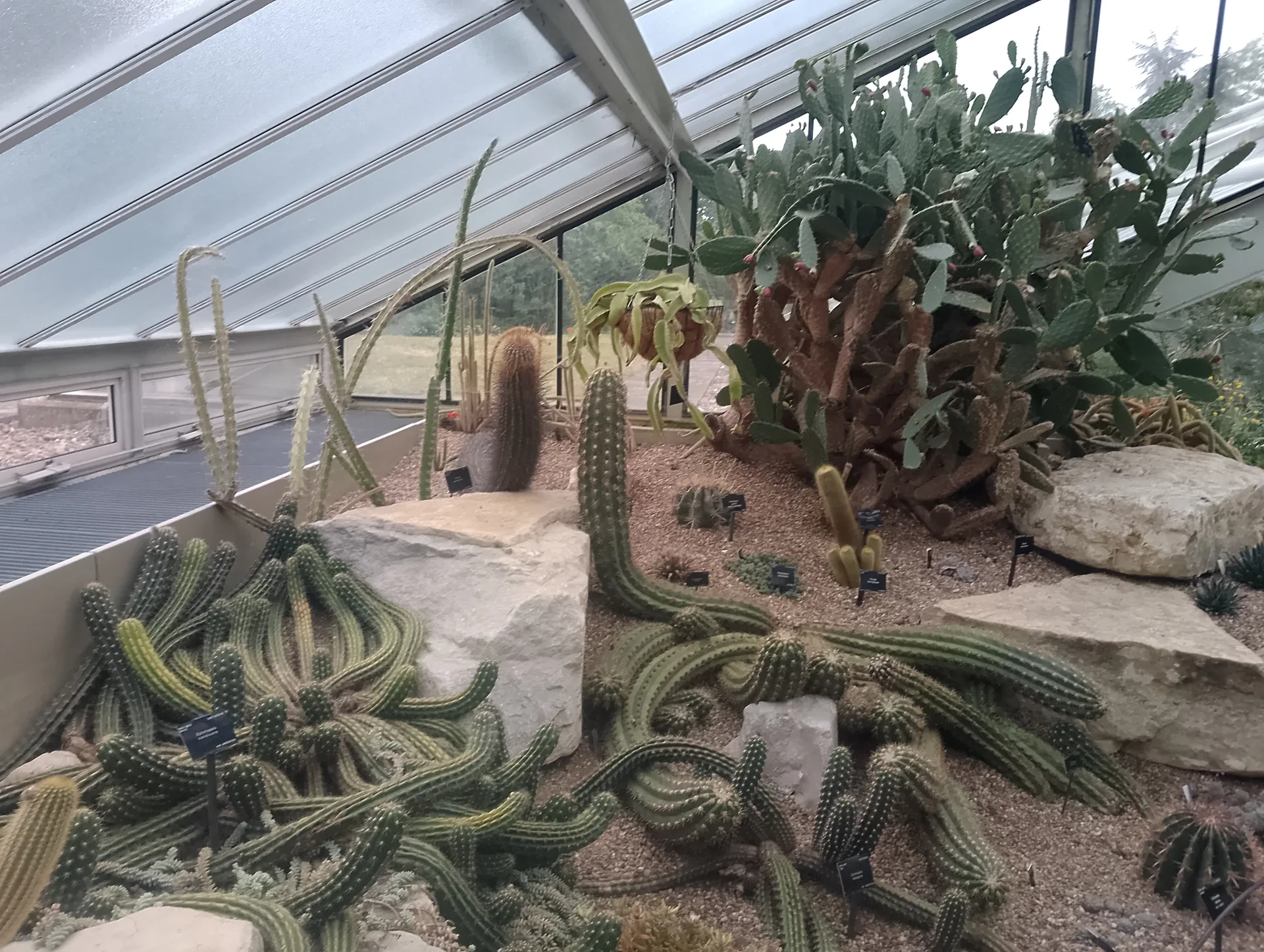 Barrel cacti