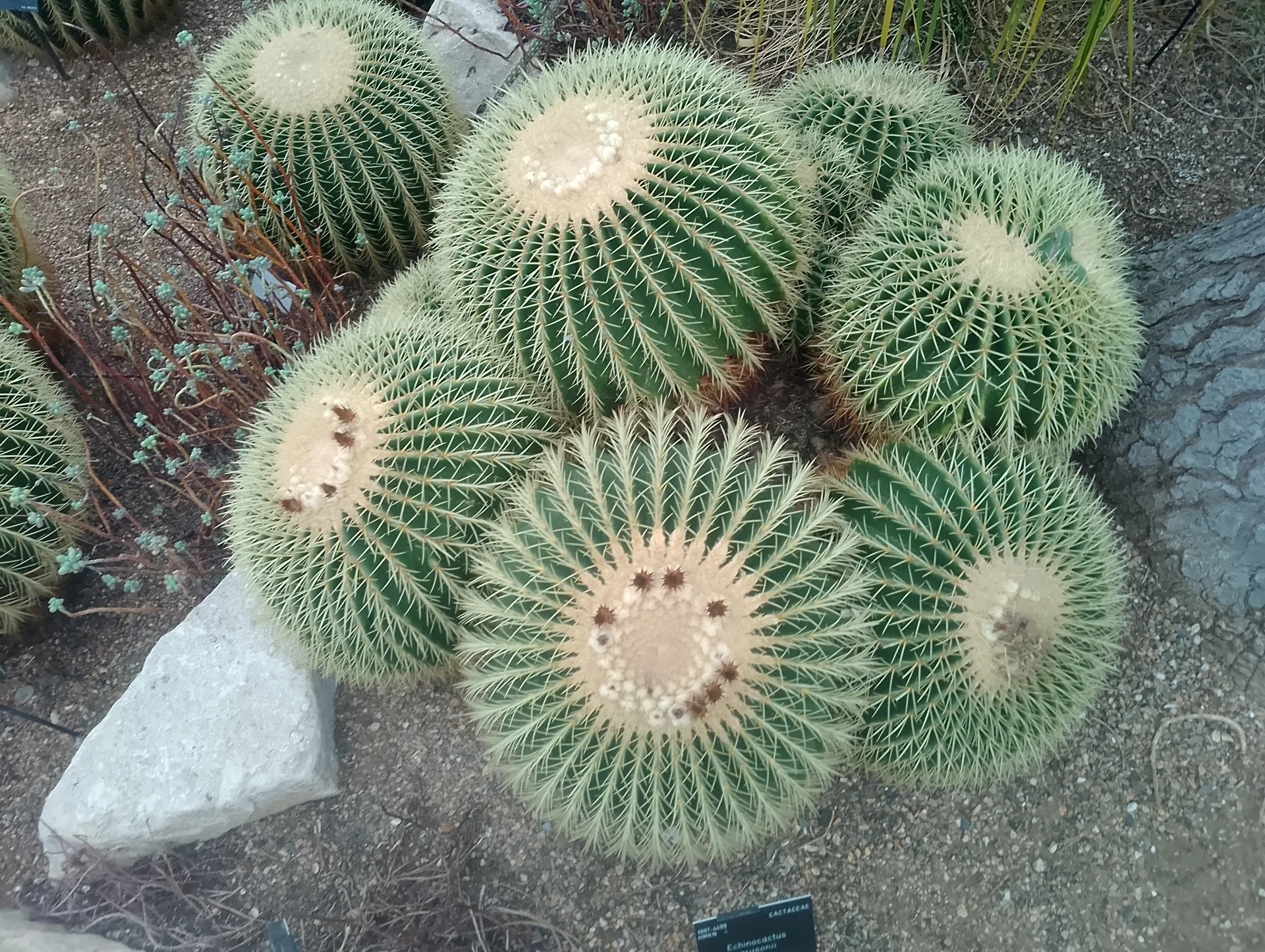 Large barrel cacti