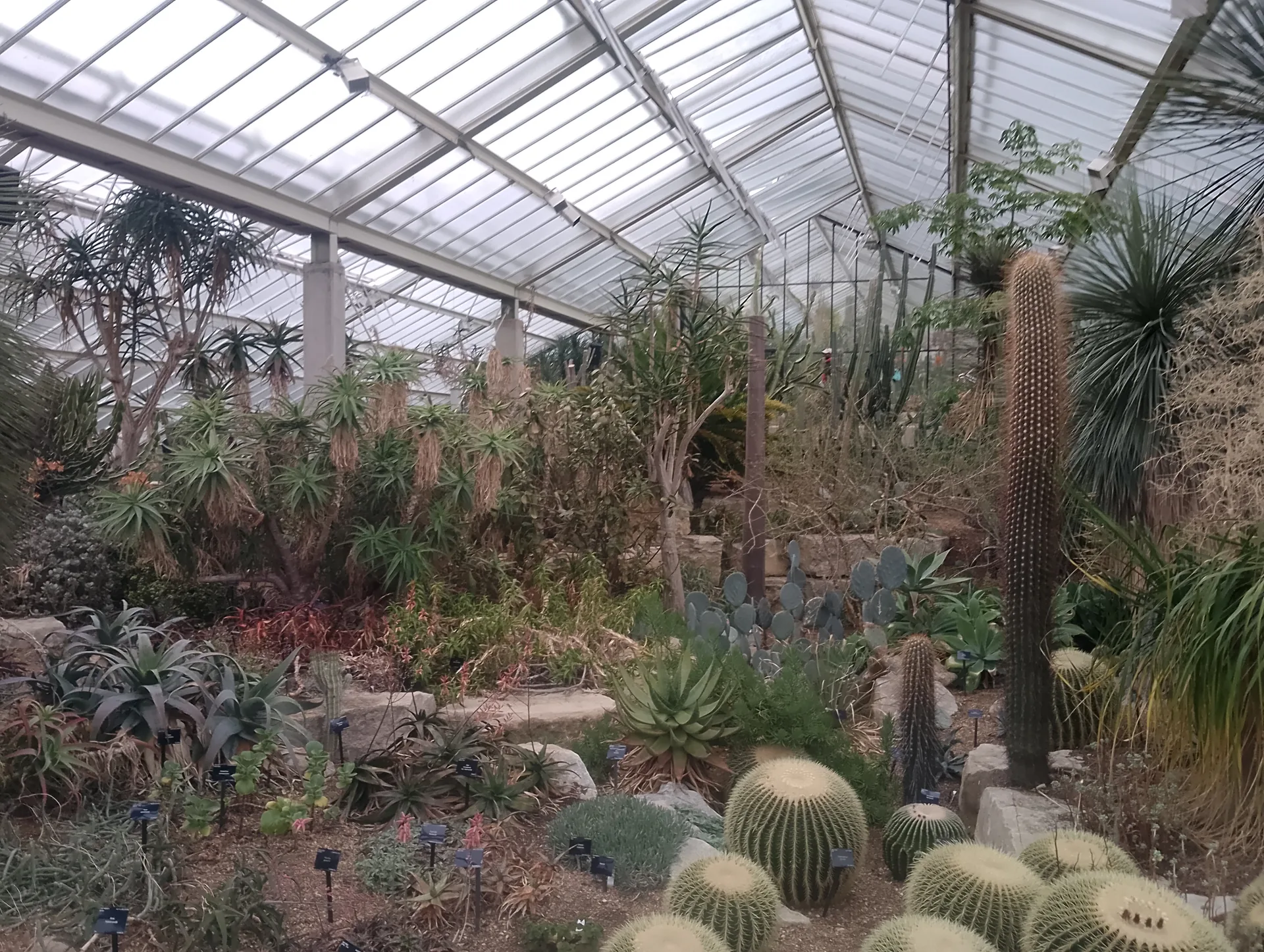 Cacti collection