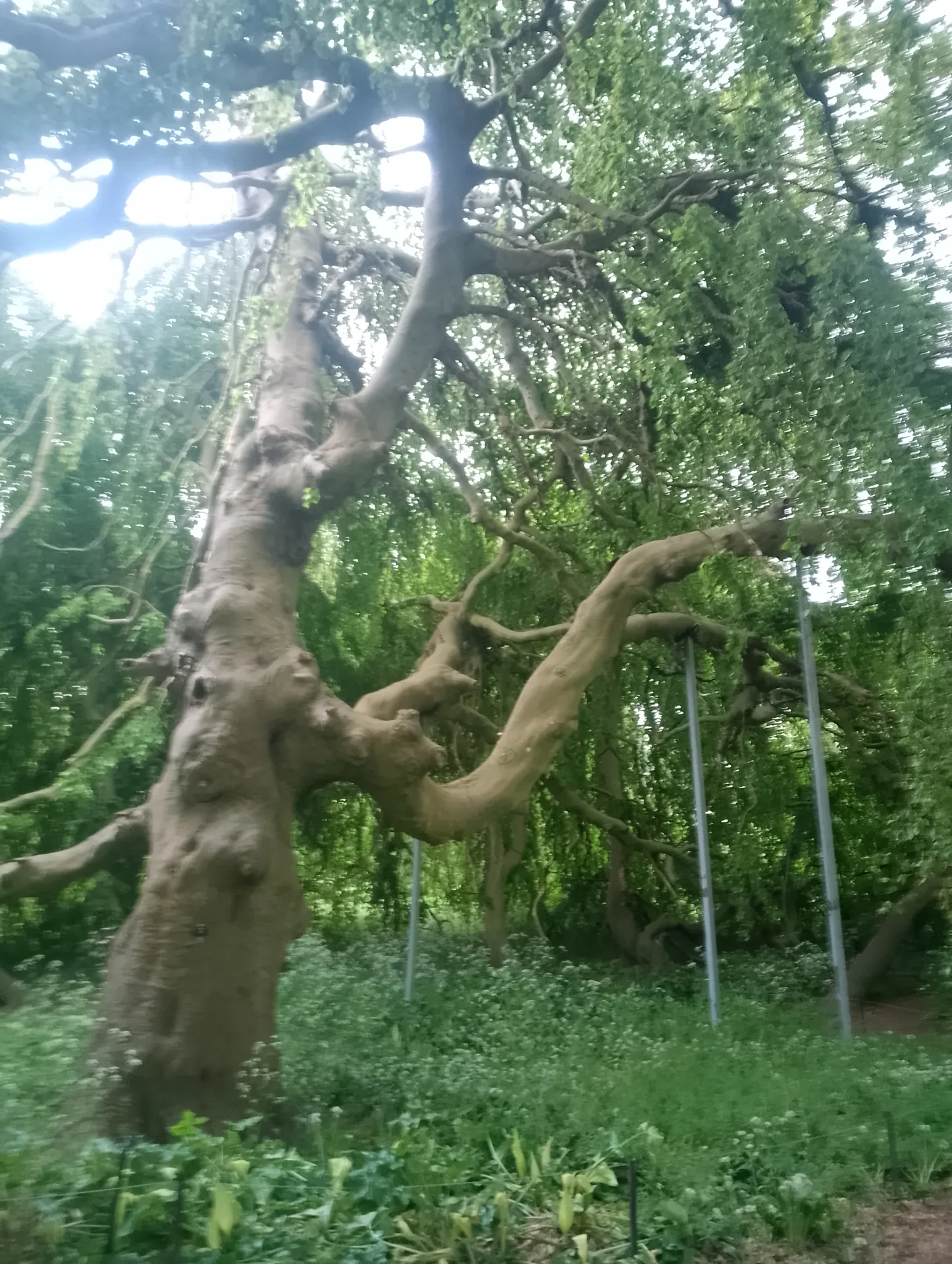 Ancient tree on the path