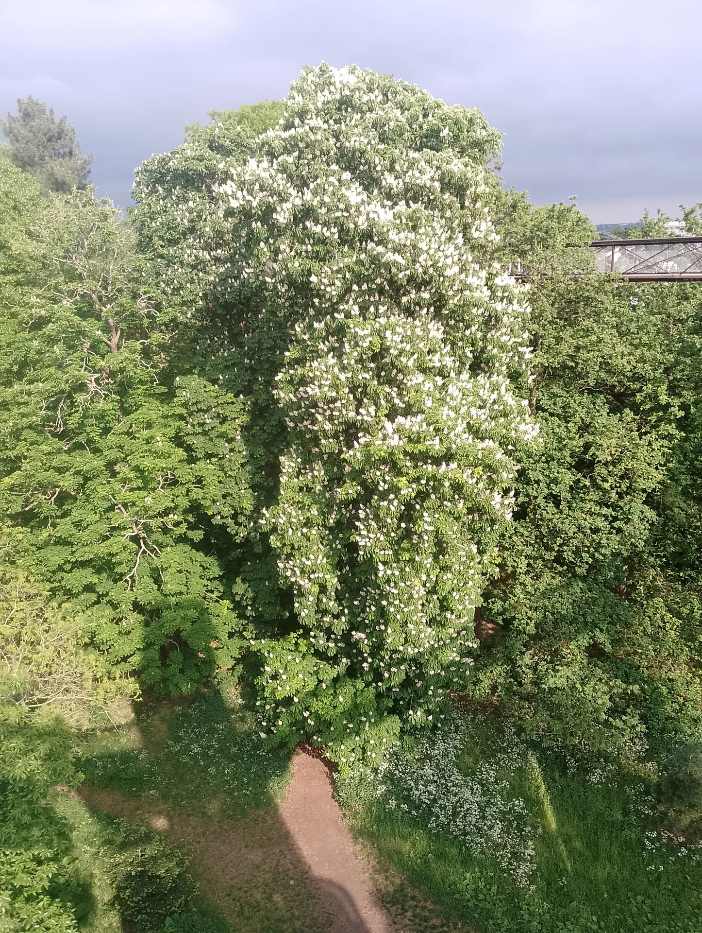 View from Treetop Walkway